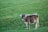 A cow stands on a lush, green hillside, gazing towards the camera. The animal appears calm and is wearing a bell around its neck. The grass is bright and uniform, indicating a well-maintained pasture.