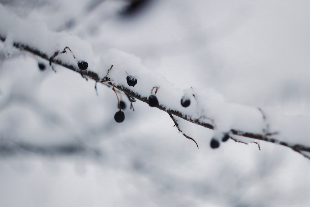 a snow covered branch with berries on it