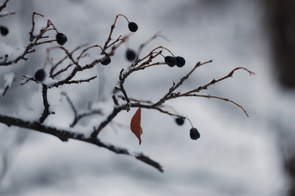 a tree branch with berries on it in the snow