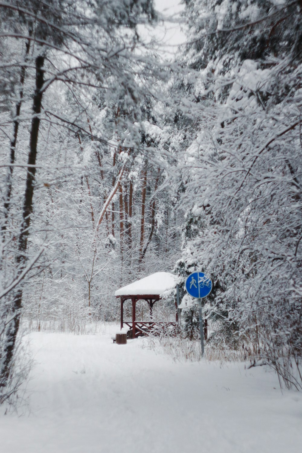 Un cartello blu seduto nel mezzo di una foresta coperta di neve