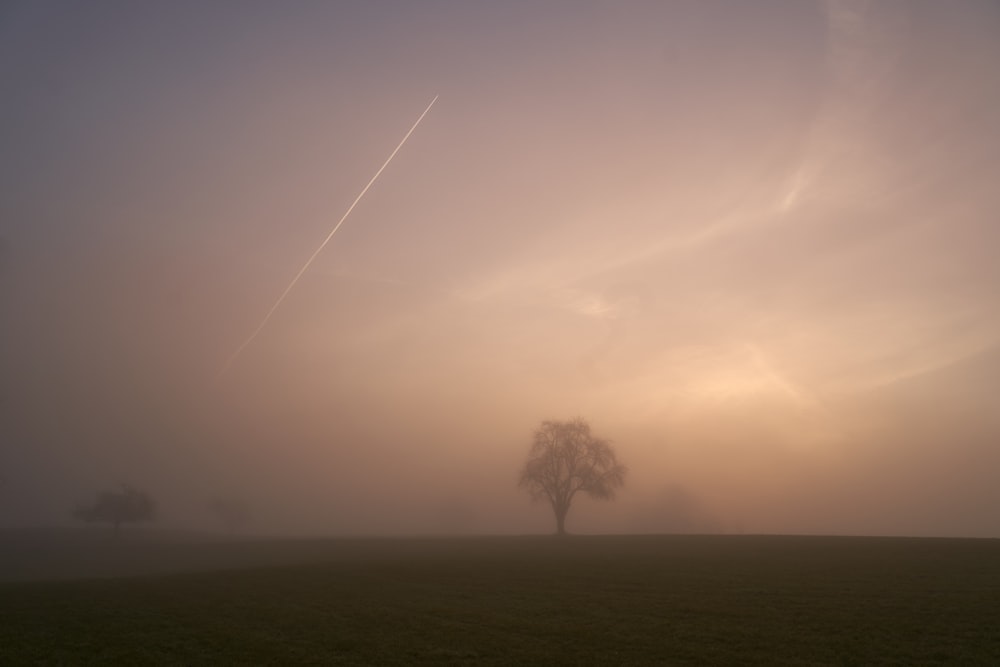 a foggy field with a lone tree in the foreground