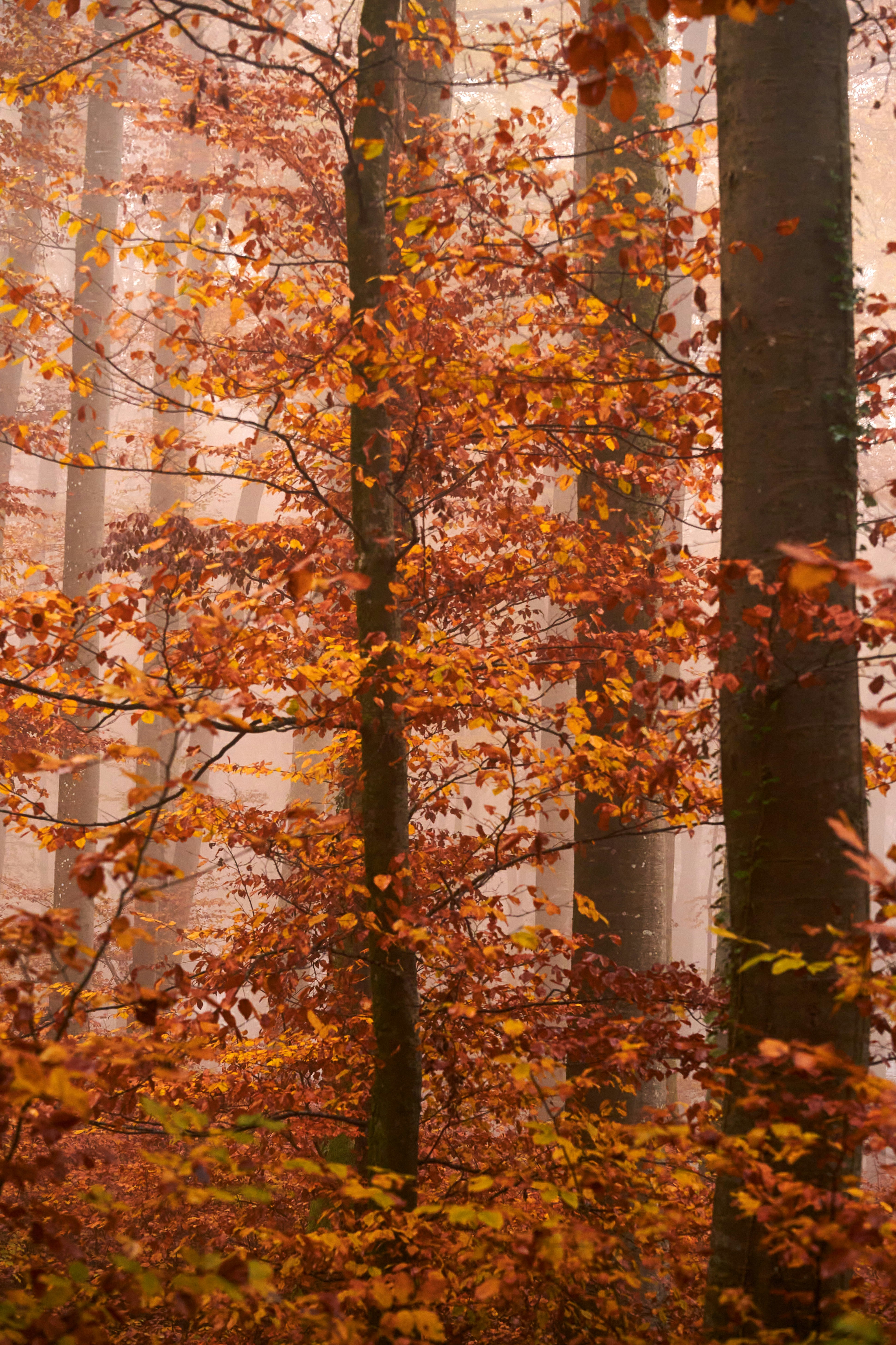 Photo by wolfgang_hasselmann