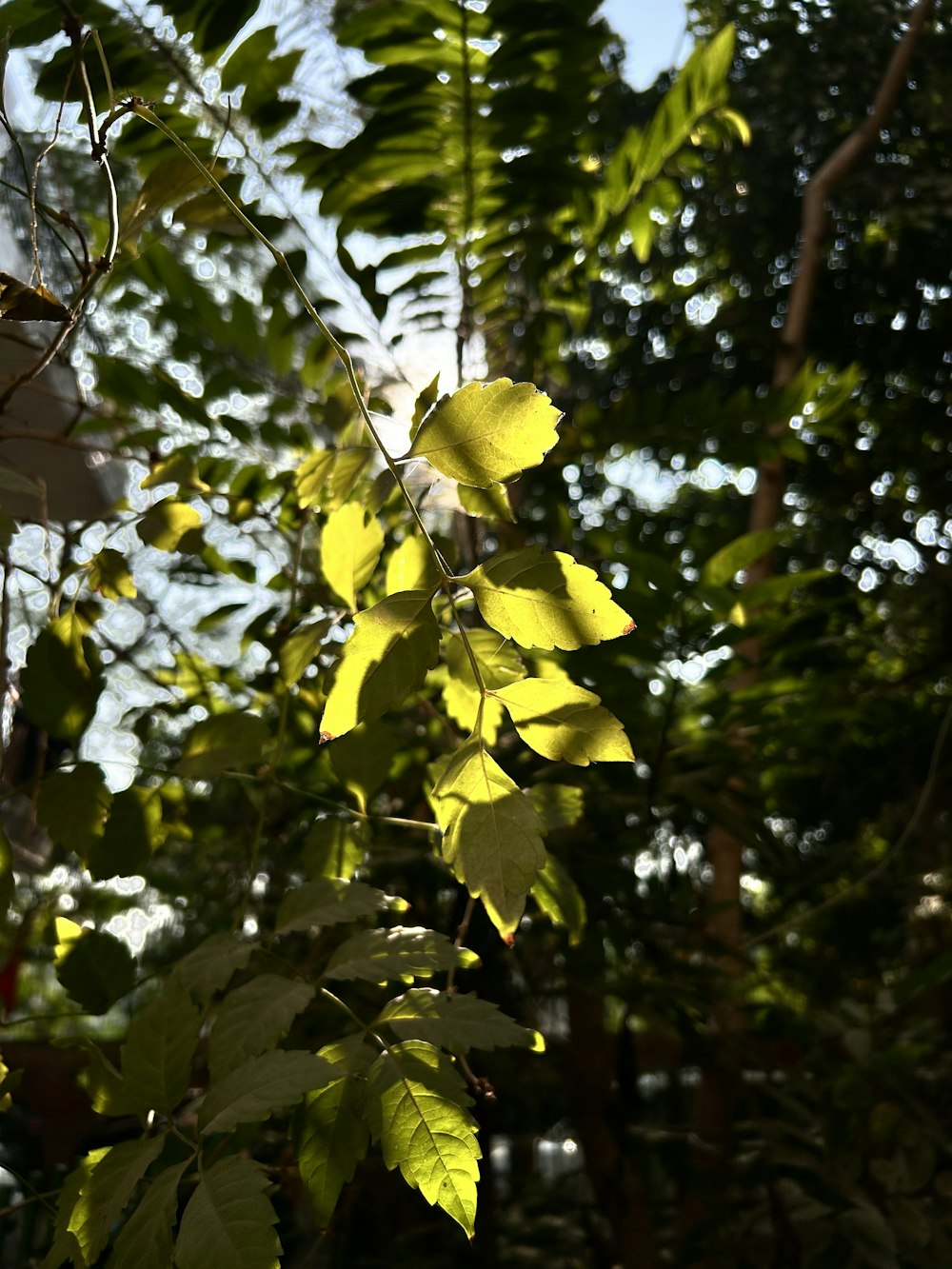 a close up of a tree with leaves