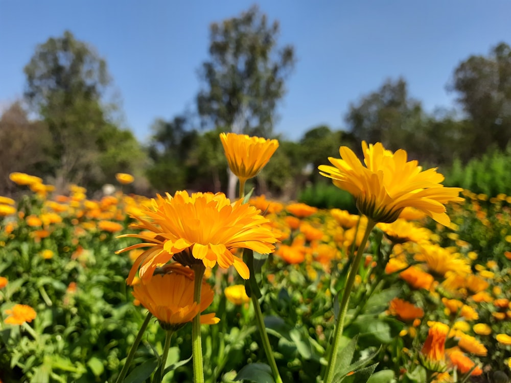 a field full of yellow flowers with trees in the background