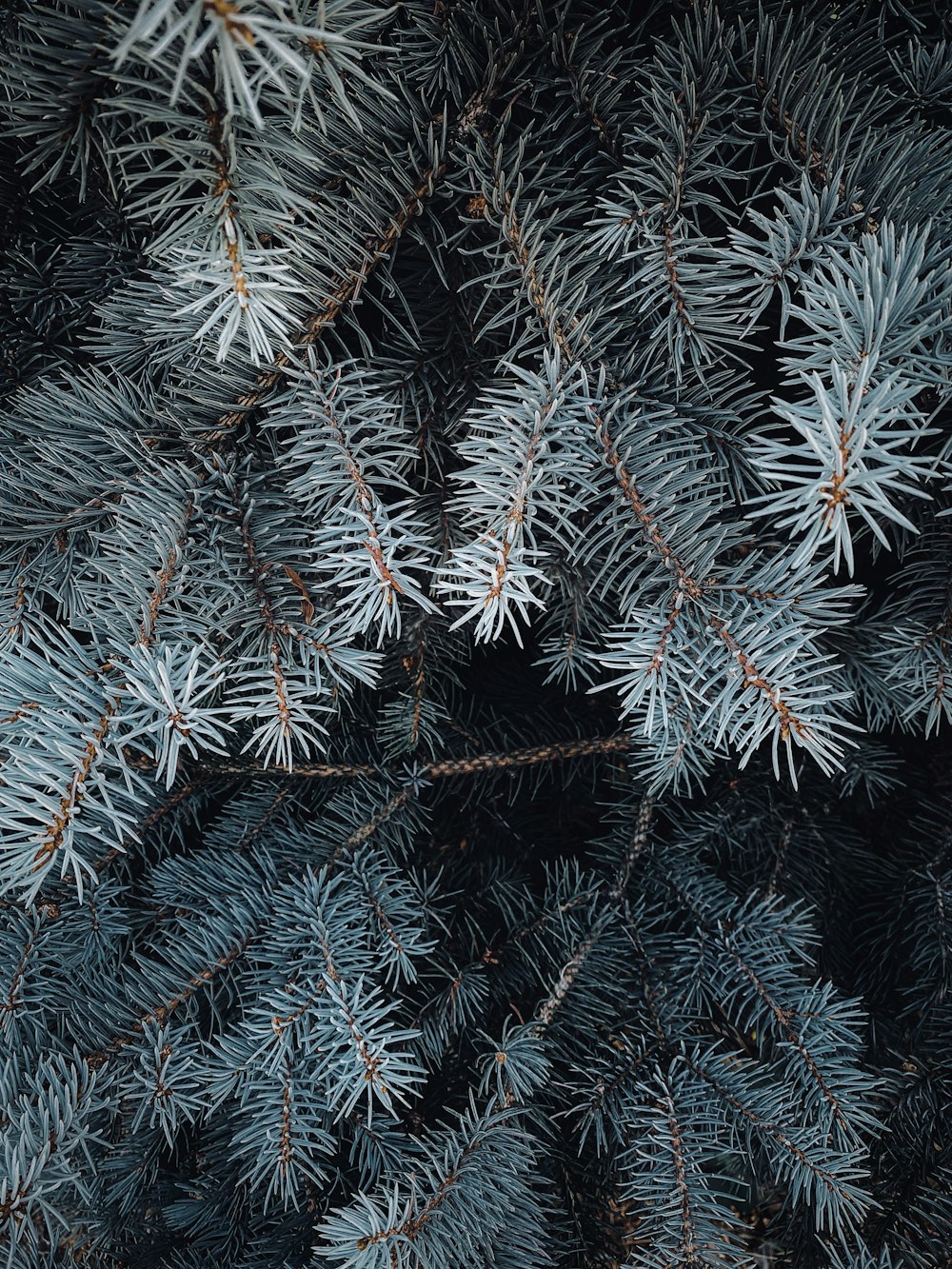 a close up of a pine tree branch