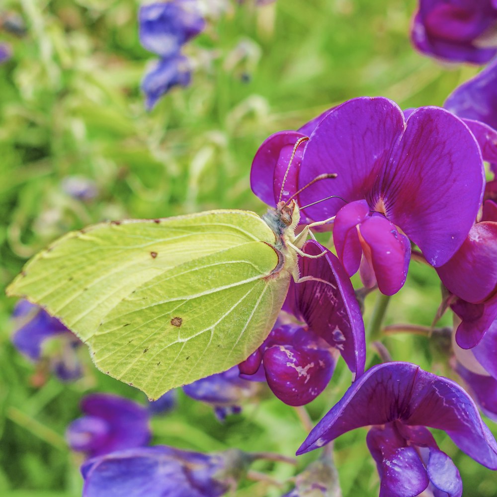 a green butterfly sitting on a purple flower