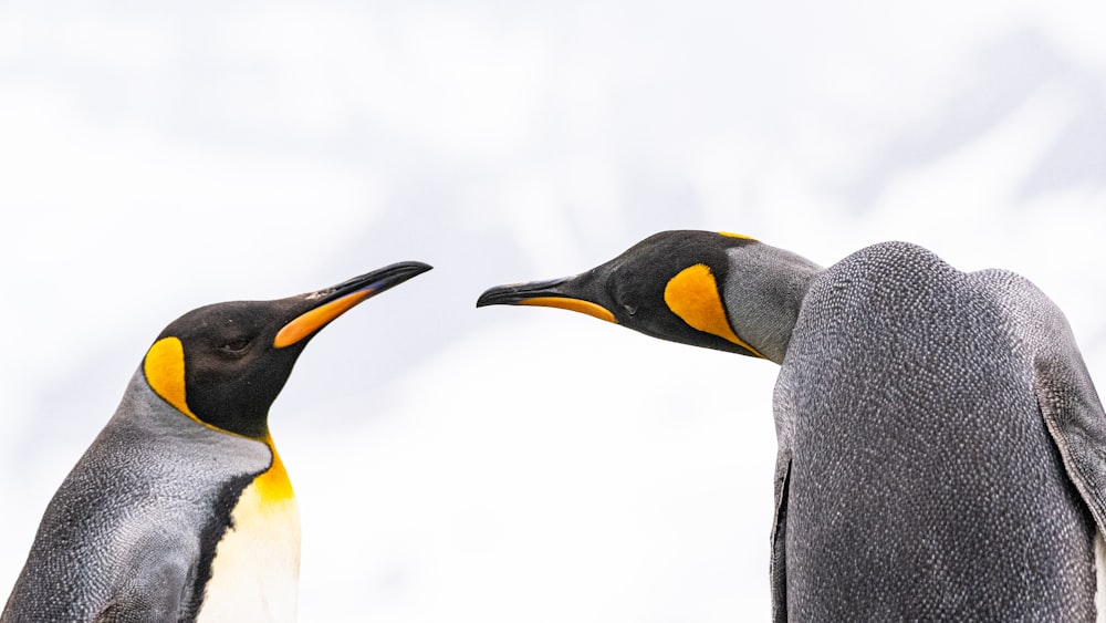 a couple of penguins standing next to each other