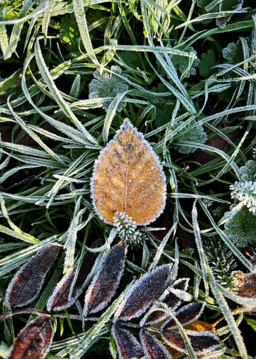 a frosted leaf sits in the middle of a patch of grass