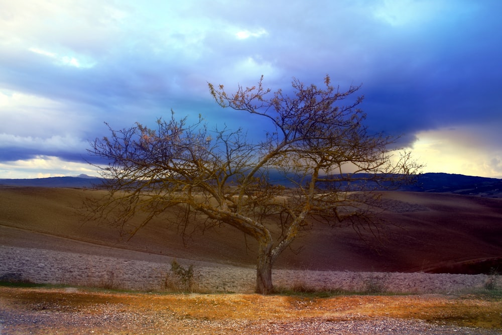 a lone tree in the middle of a field