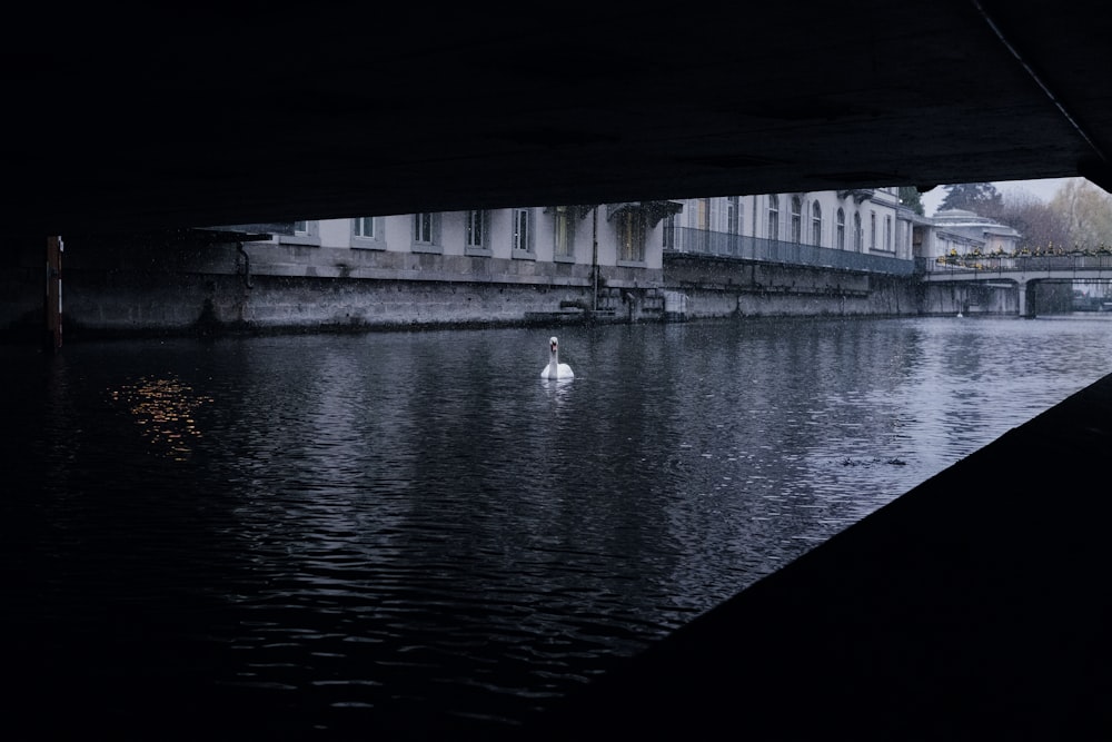 a white swan is swimming under a bridge