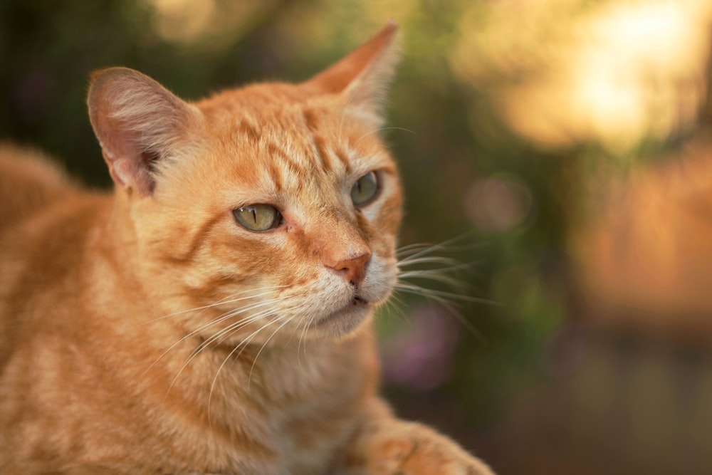 a close up of a cat with a blurry background