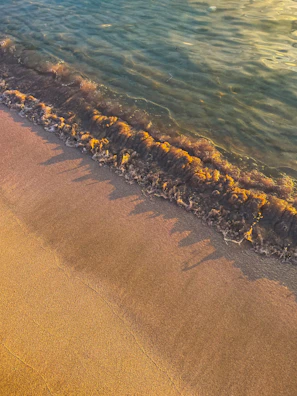 Sunlight casting golden hues on a serene beach with gentle waves.