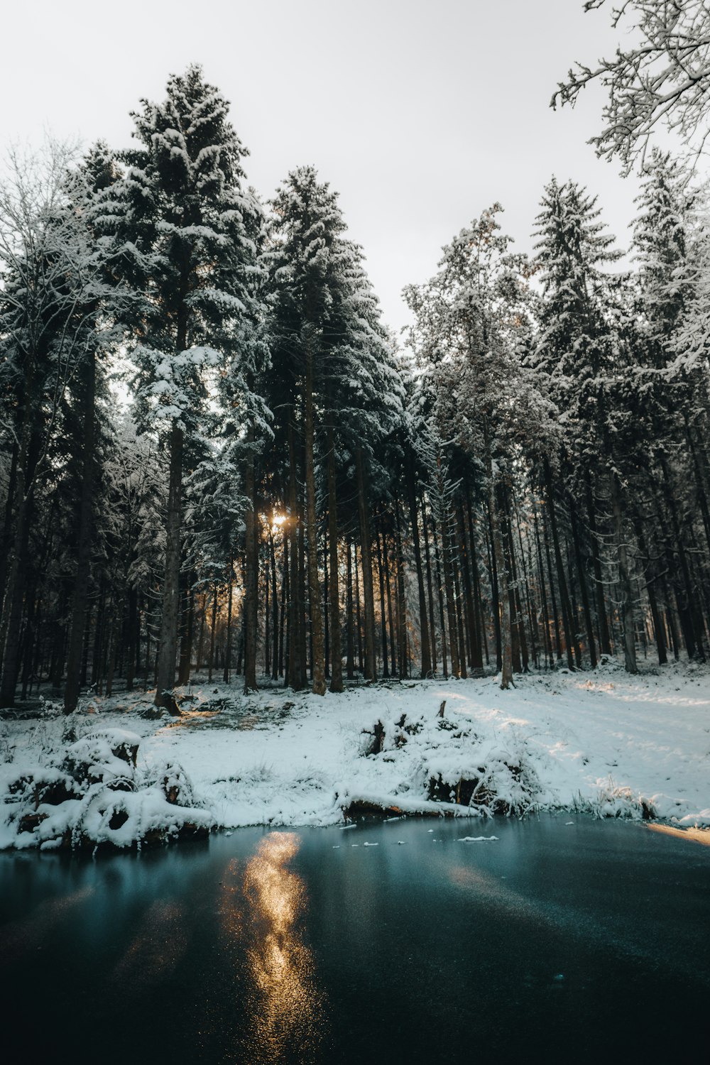 Il sole splende tra gli alberi in una foresta innevata