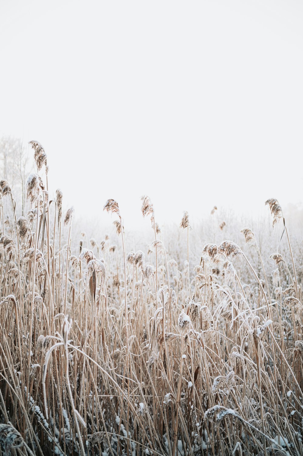 a field with tall grass covered in snow