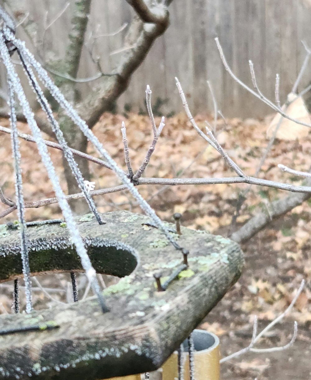 a tree that has some branches in it