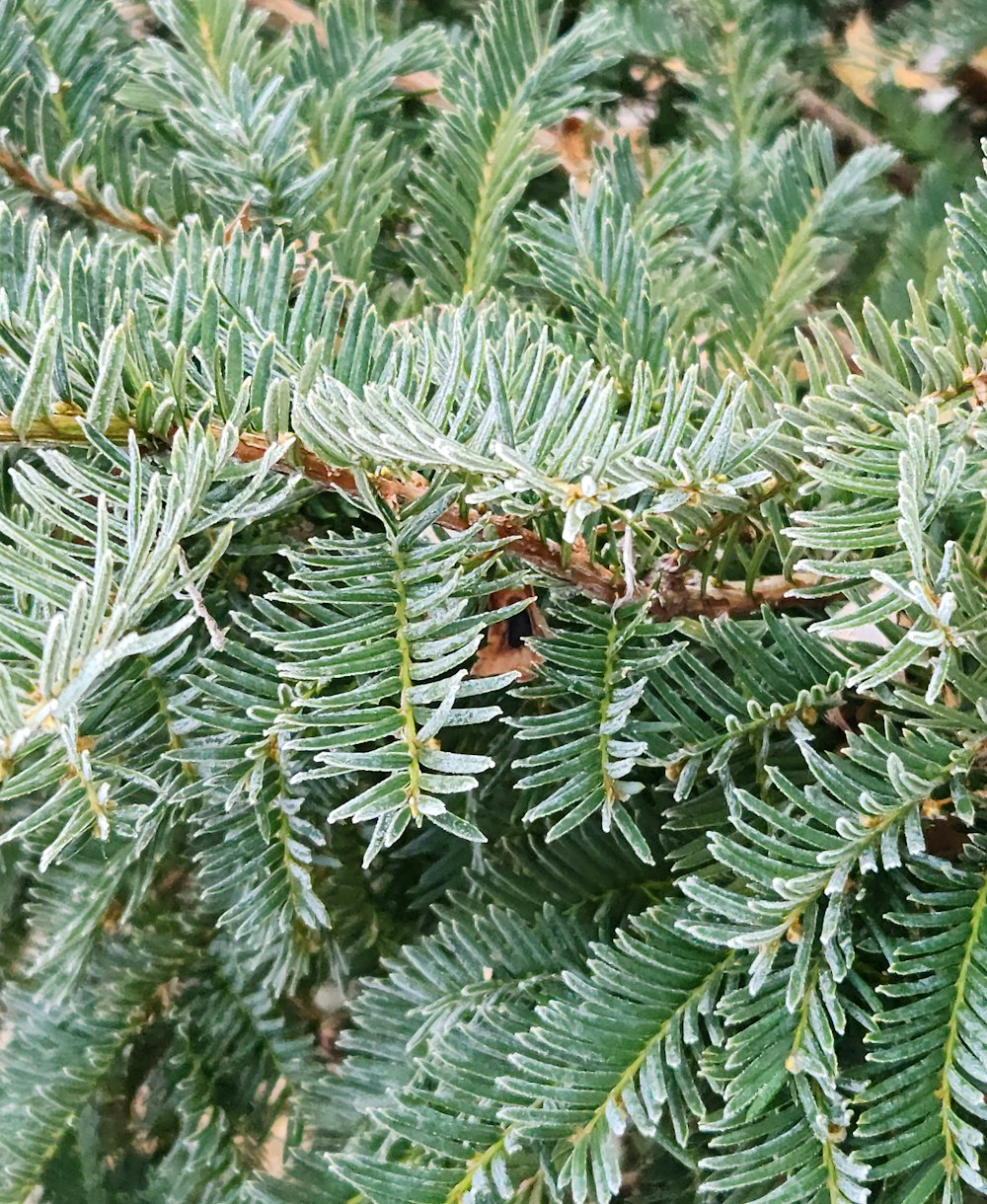 a close up of a pine tree branch