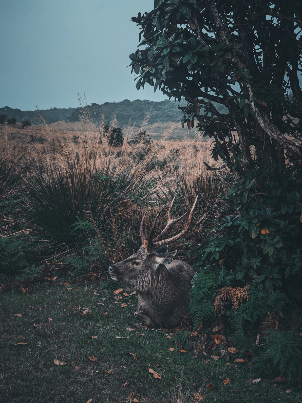 a deer that is laying down in the grass