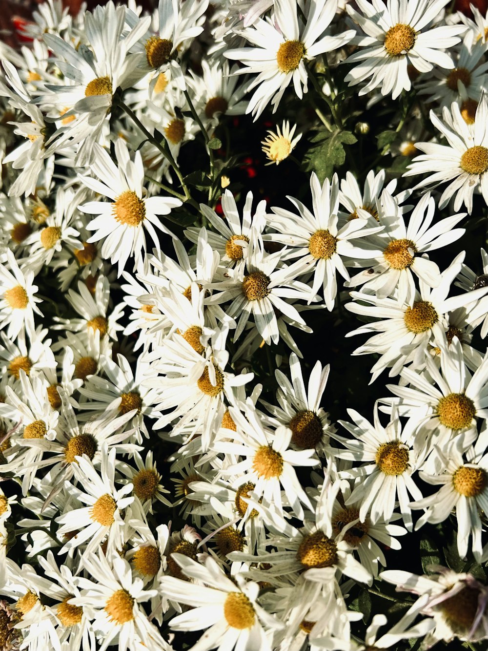 a bunch of white flowers with yellow centers