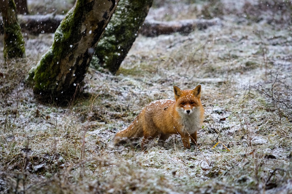 Ein Rotfuchs steht in einem verschneiten Wald