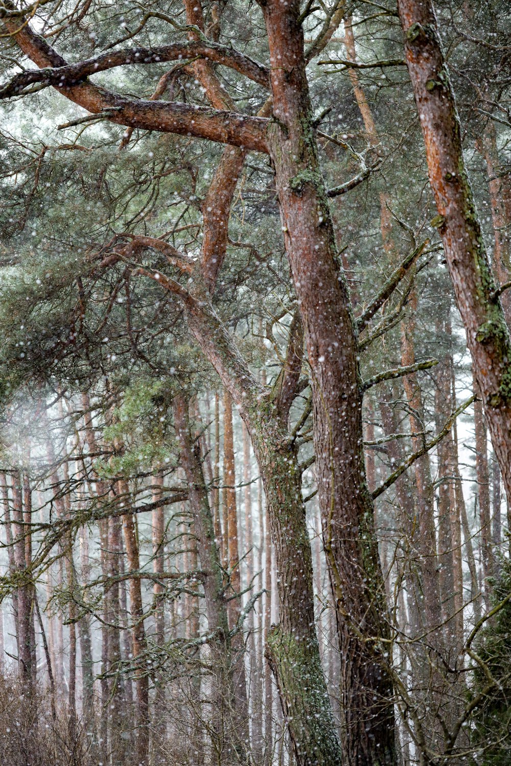 a forest filled with lots of trees covered in snow