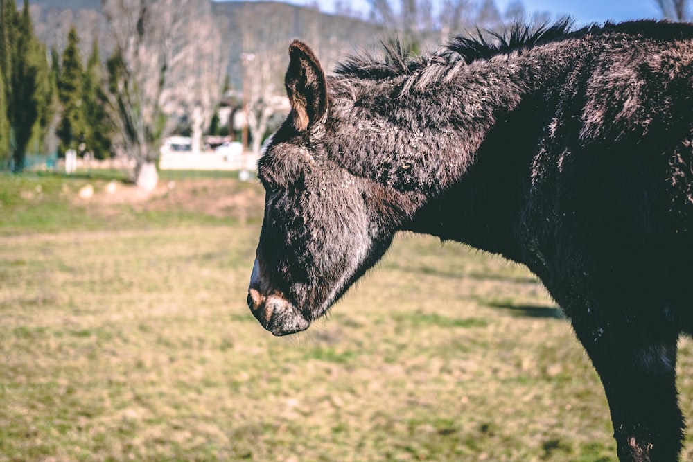 Un caballo negro parado en la cima de un exuberante campo verde