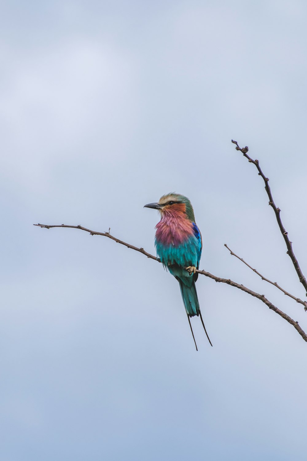 a colorful bird sitting on top of a tree branch