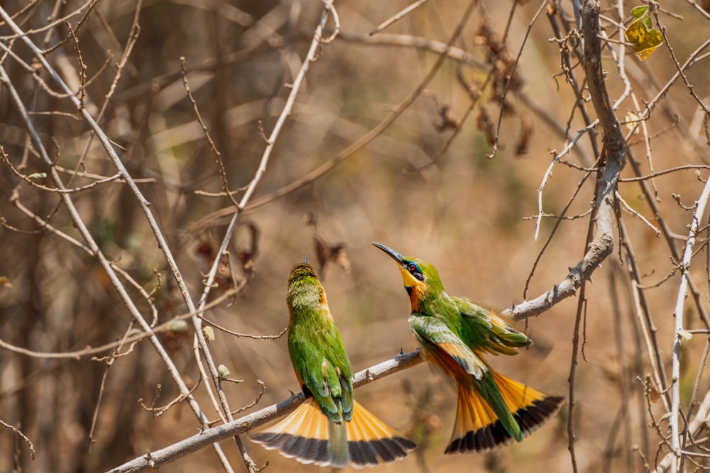 two green and yellow birds sitting on a tree branch