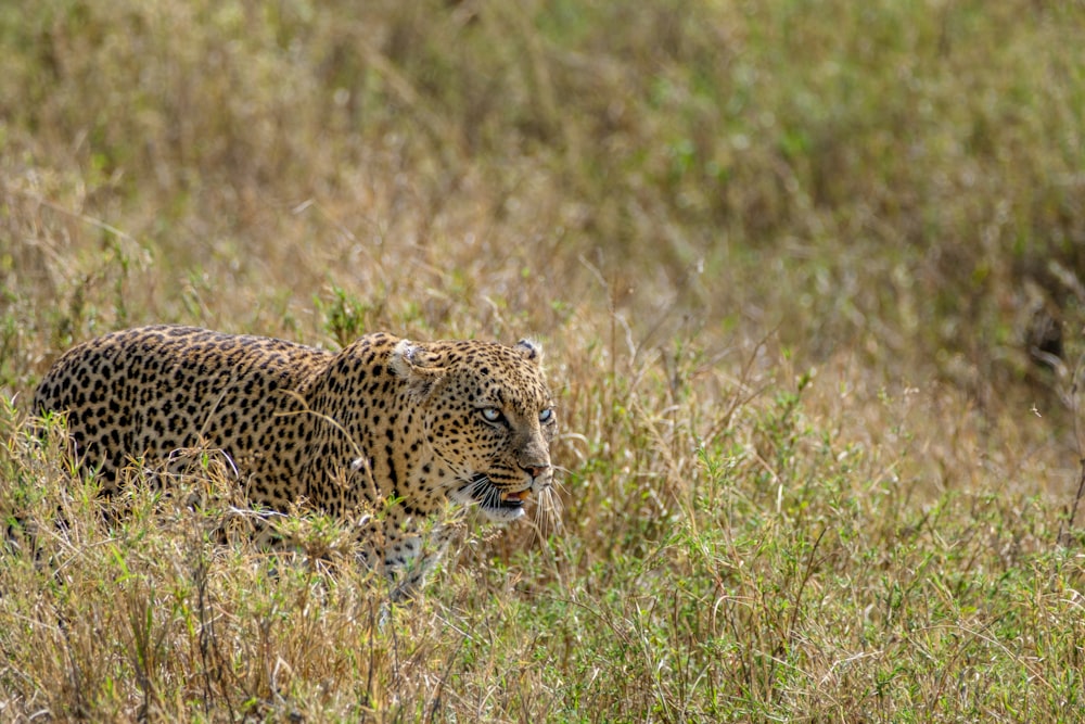a leopard walking through a field of tall grass
