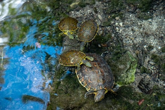 A diverse group of members from different countries standing united under the World Turtle Federation banner.