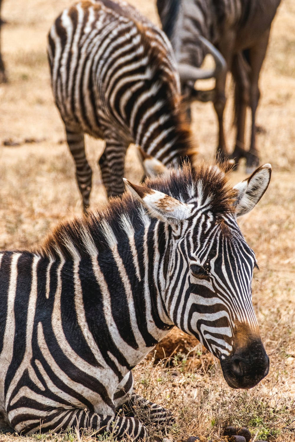 a zebra laying on the ground with other zebras in the background