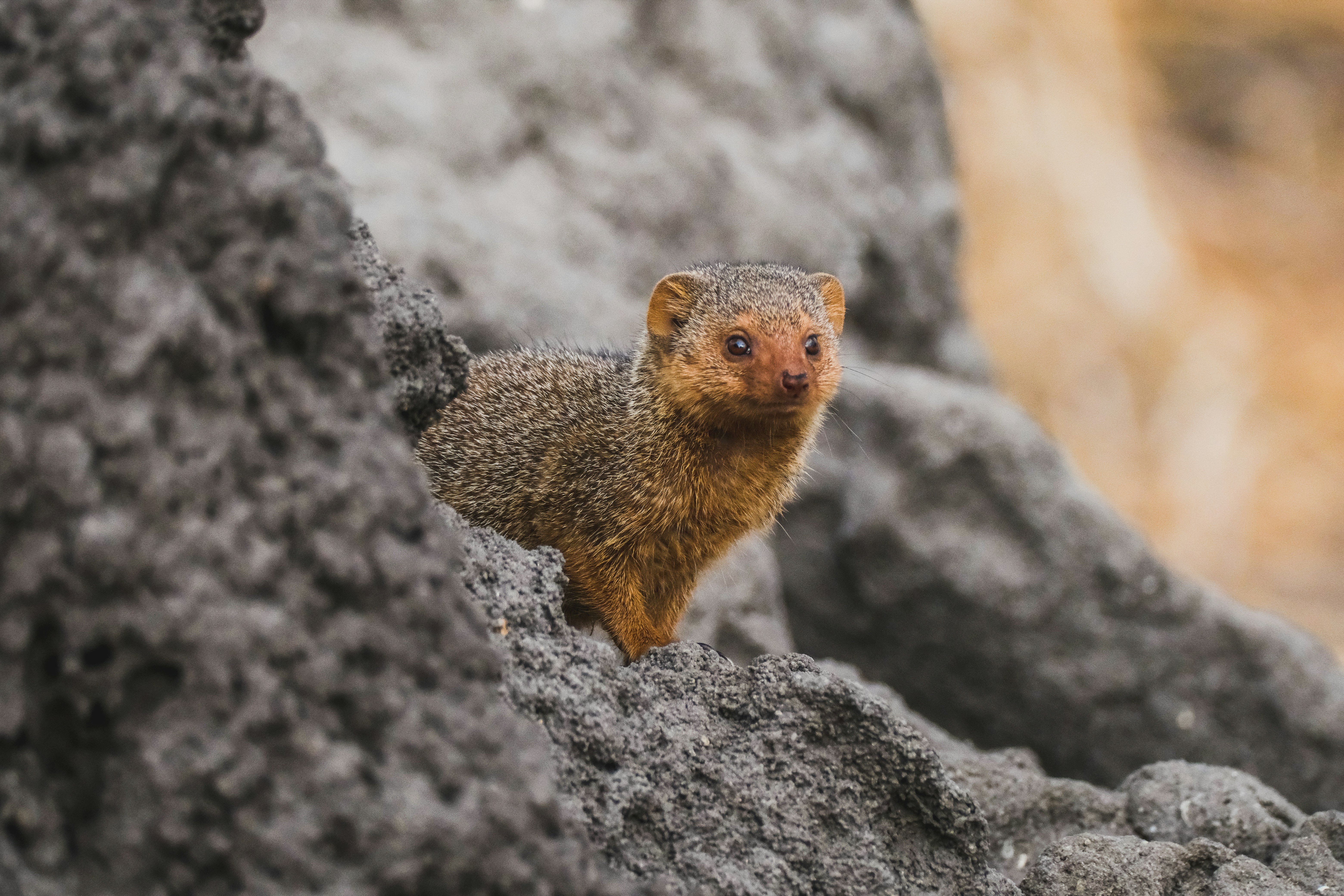 a small animal standing on top of a rock