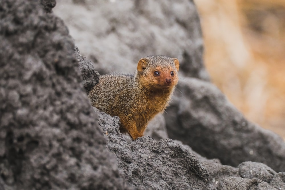 a small animal standing on top of a rock