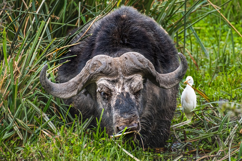 a large buffalo standing in a lush green field