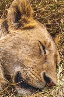A close-up of a lion resting in the golden grass, eyes alert and majestic.