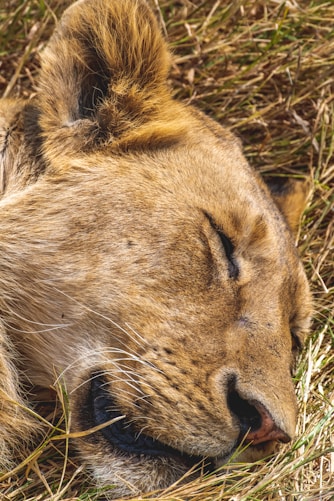 A close-up of a lion resting in tall grass under the sun.