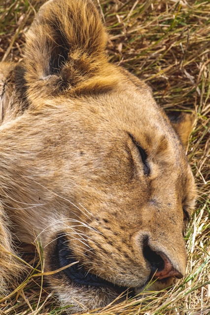 A close-up of a lion resting in tall grass under the sun.