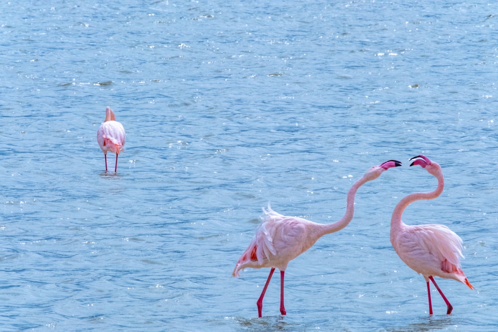 two flamingos are standing in the water near each other