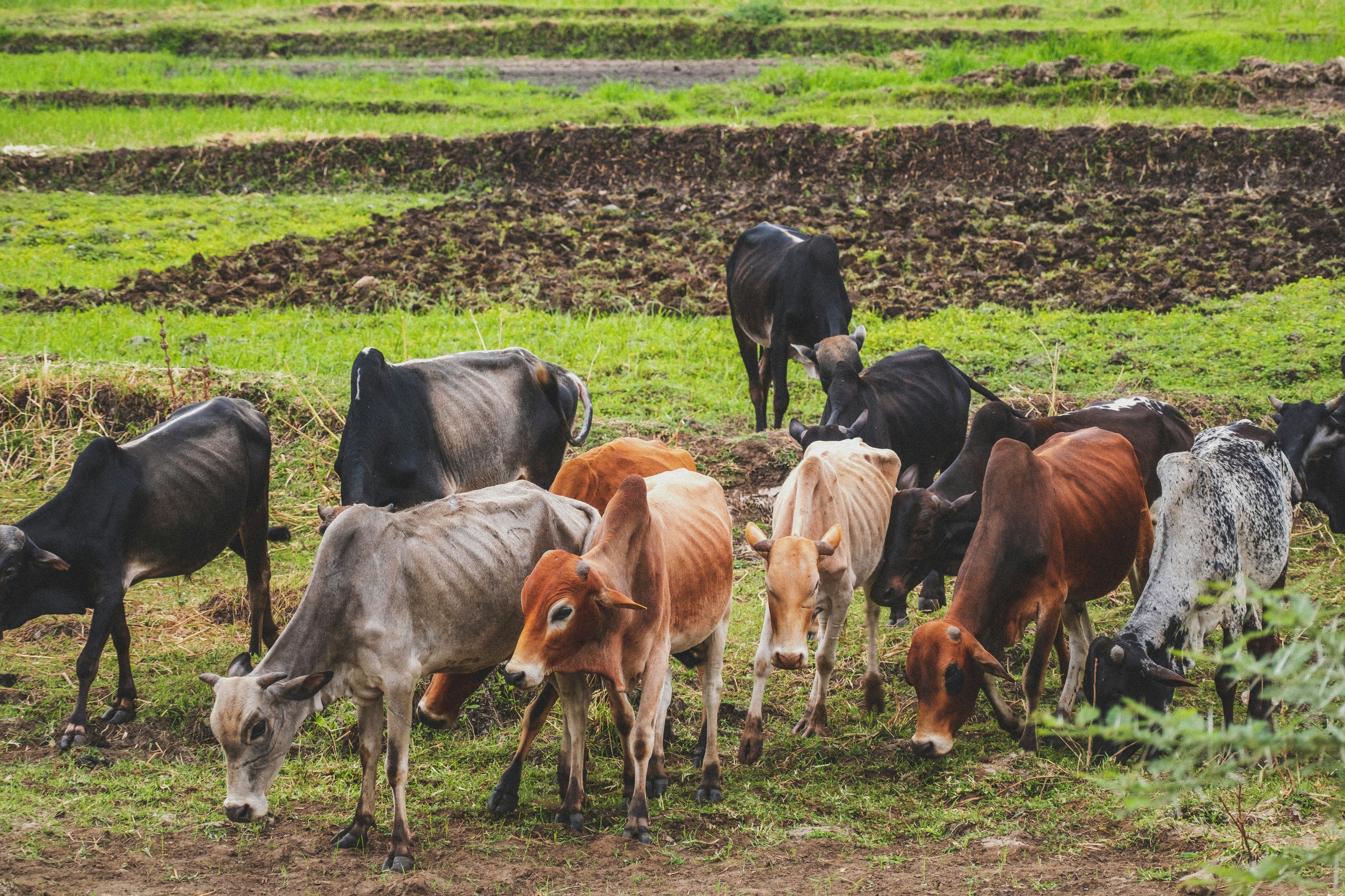 Eine Herde Rinder grast auf saftig grünem Feld