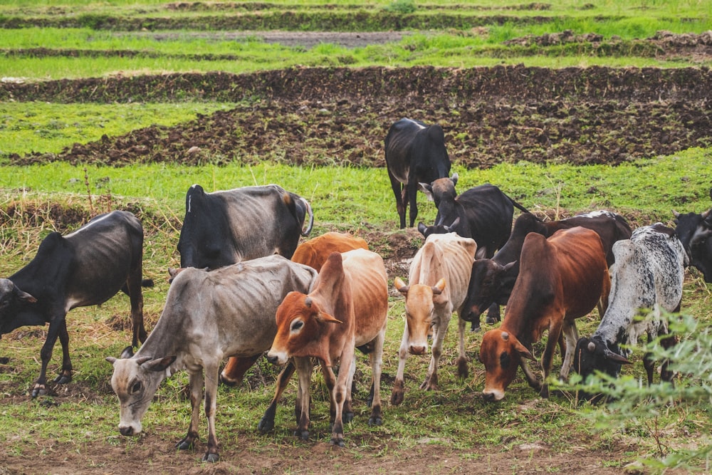 a herd of cattle grazing on a lush green field