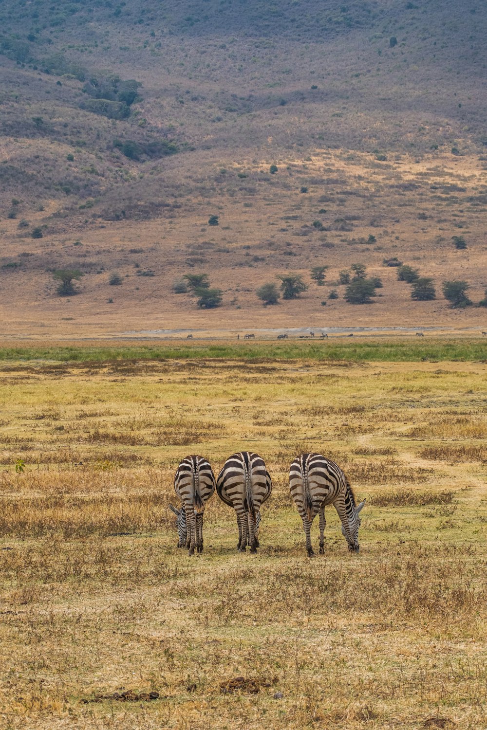 three zebras grazing in a field with mountains in the background