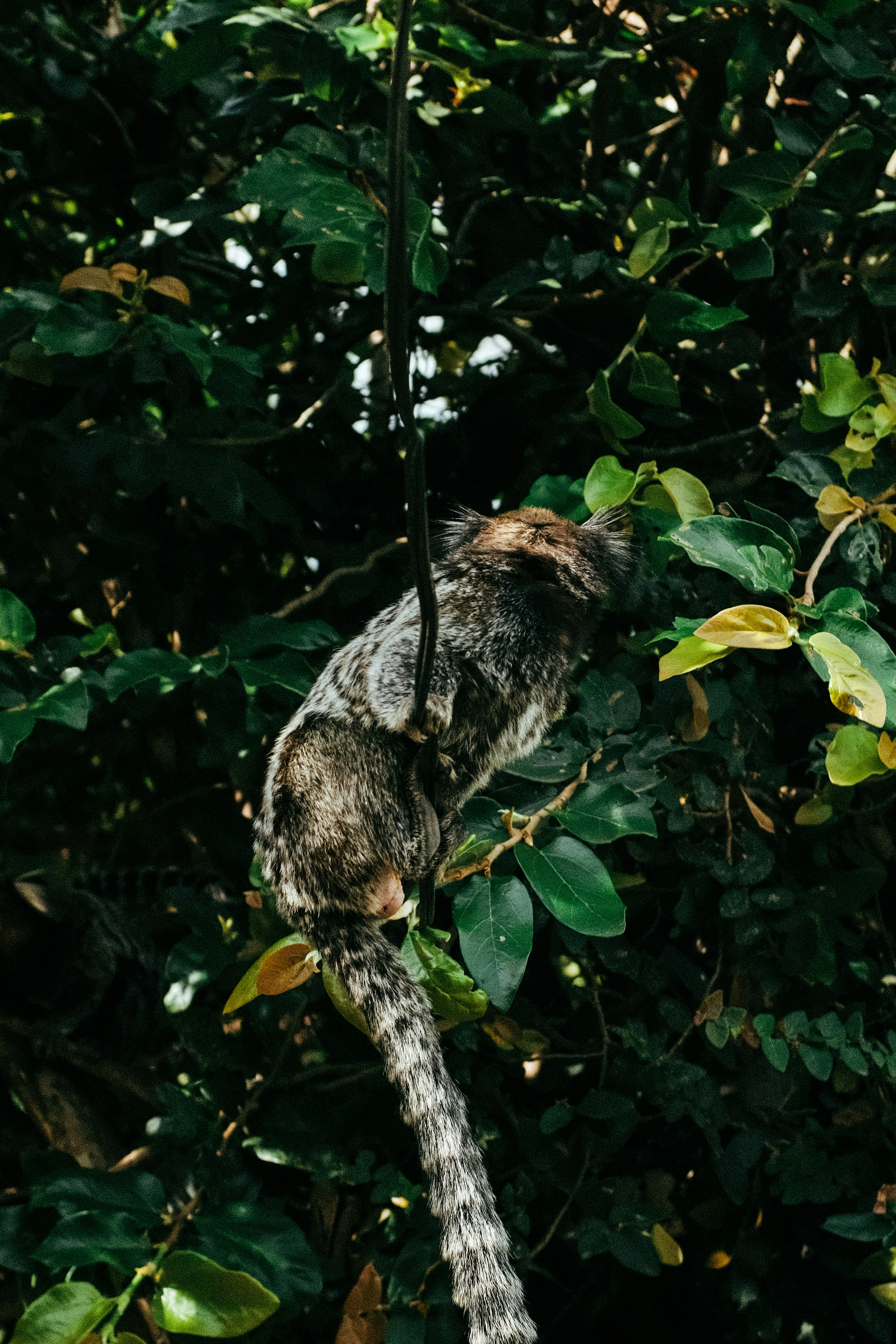 a monkey hanging from a rope in a tree