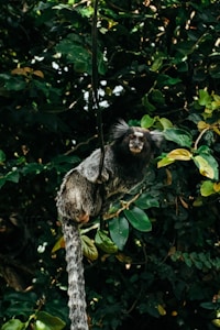 Marmoset Mia