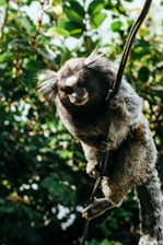 A serene enclosure featuring playful marmosets climbing natural branches under soft daylight.
