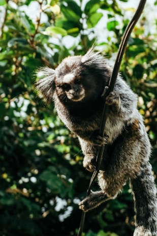 A serene enclosure featuring playful marmosets climbing natural branches under soft daylight.