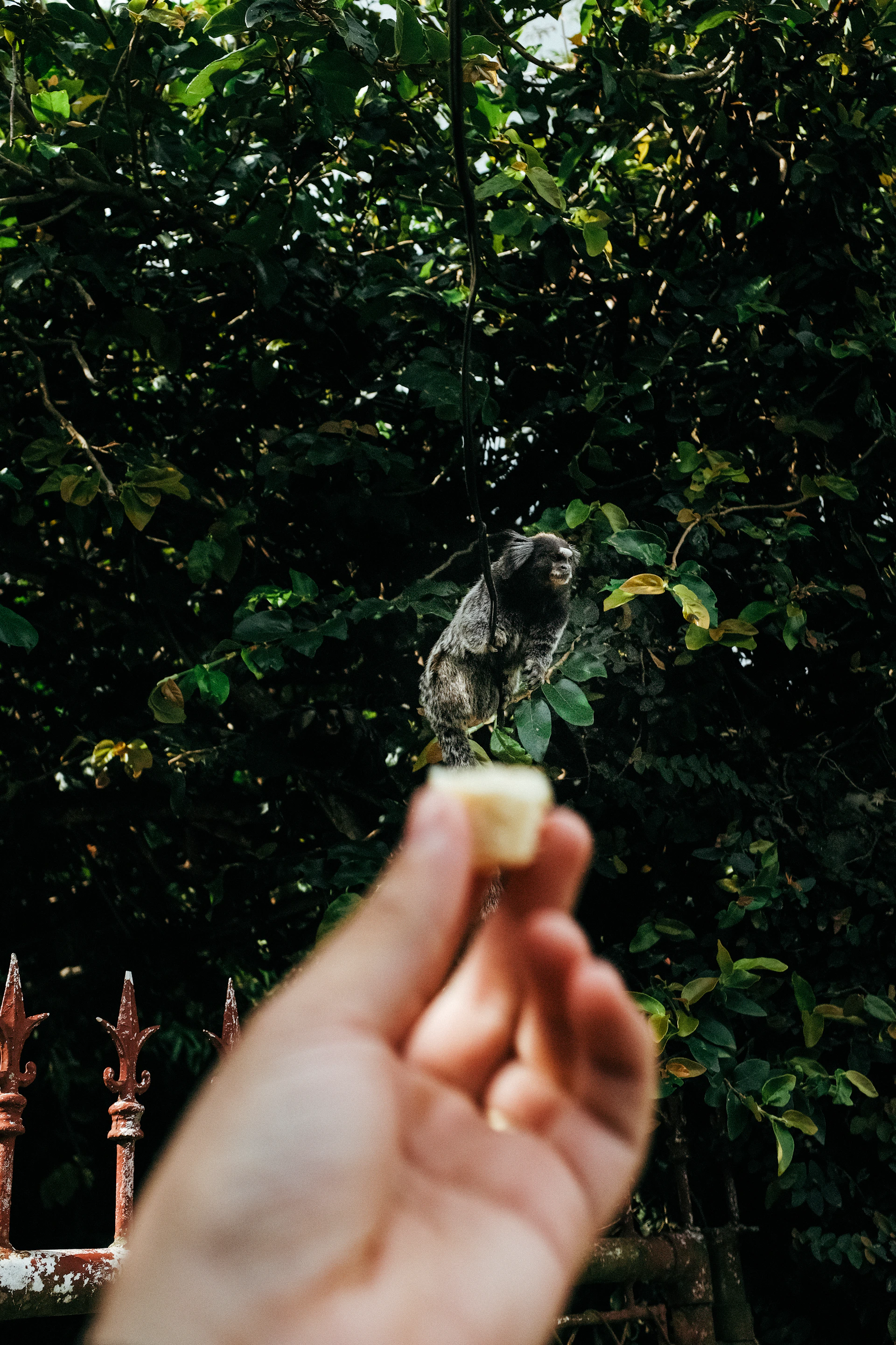 A joyful moment capturing a monkey being fed by a local supporter, surrounded by greenery and smiles in a North Indian village.
