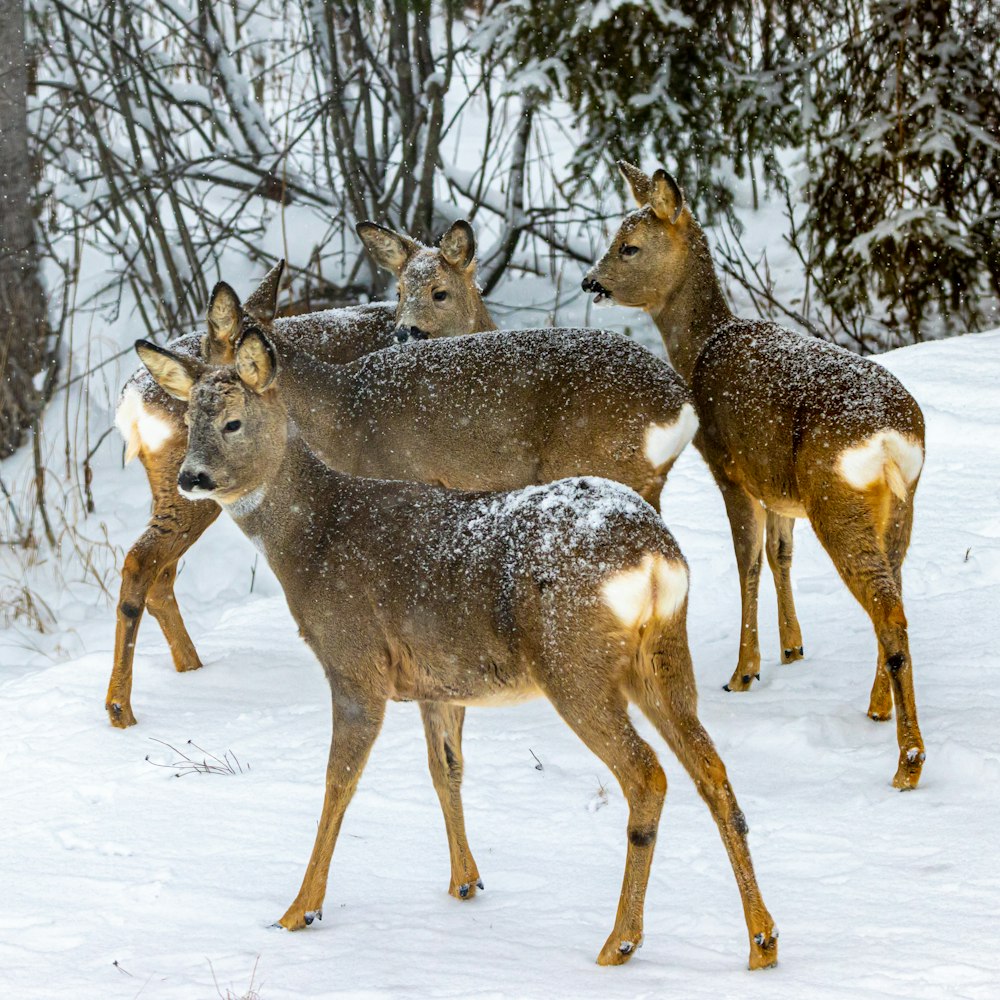 a herd of deer standing on top of a snow covered field