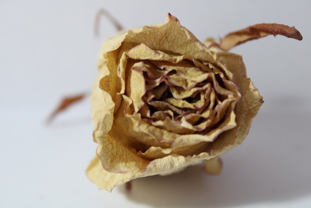 a close up of a flower on a white surface