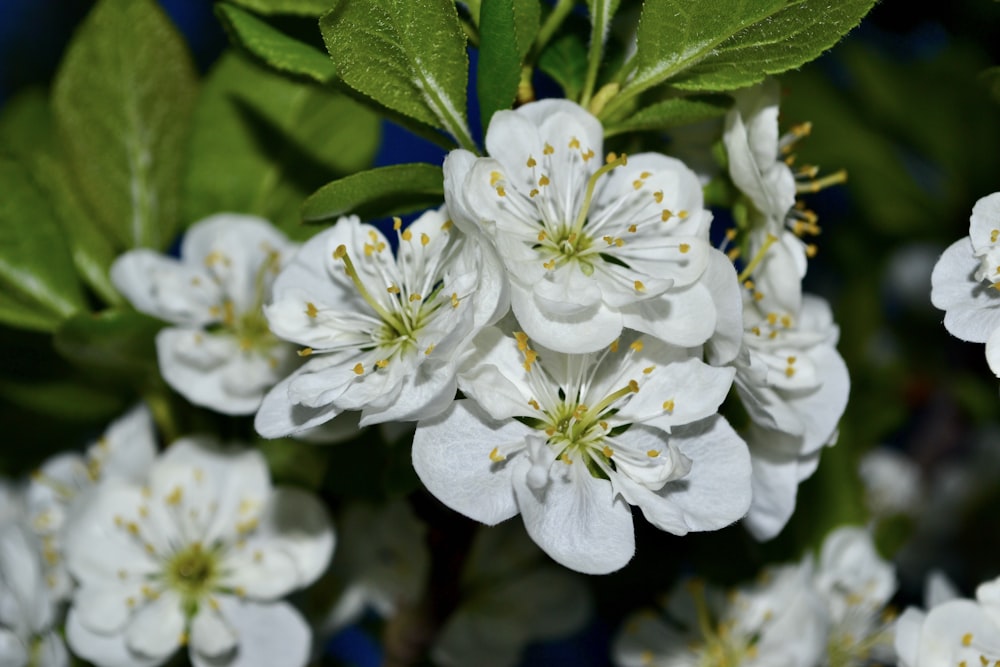 a bunch of white flowers with green leaves