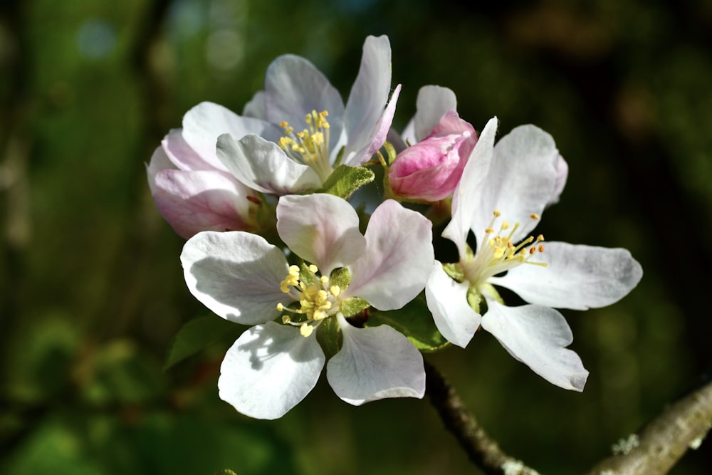 Un primo piano di un fiore sul ramo di un albero