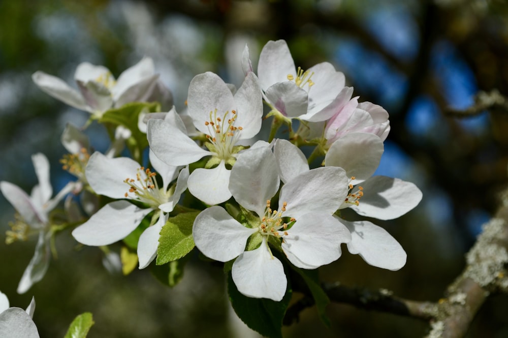 a bunch of white flowers that are on a tree